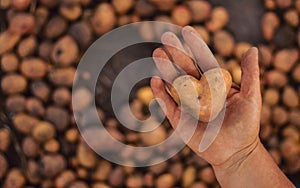 Heart shaped dirty potato in hand on the vegetable brown background. Top view, copy space