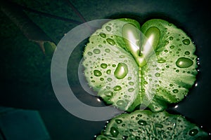 Heart shaped droplets on a lotus