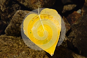 Heart Shaped Fall Leaf