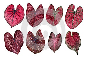 Heart shaped fancy leafed Caladium red collection, the tropical