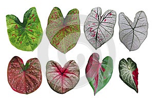 Heart shaped fancy leafed Caladium variegated collection, the tr