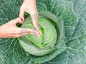 heart-shaped fingers of farmer hands on green cabbage the gardener takecare her vegetable farm