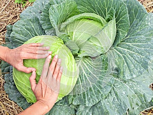 heart-shaped fingers of farmer hands on green cabbage the gardener takecare her vegetable farm with love