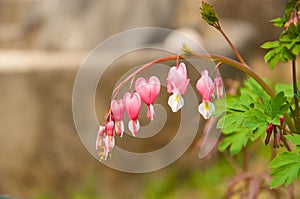 Heart shaped flowers (Lamprocapnos)