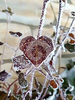 Heart Shaped Frozen leaf