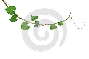 Heart-shaped green leaf climbing vine plant, Cowslip creeper twisted around dried twig isolated on white background, clipping pat