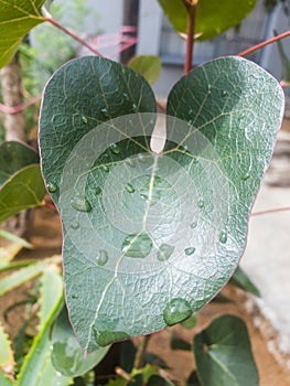 heart shaped green leaf covered in water droplets