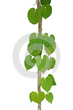 Heart shaped green leaf vine & x28;Cowslip creeper& x29; climbing and twis