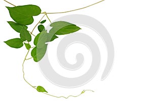 Heart-shaped green leaf vine isolated on white background, clipping path included
