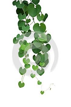 Heart shaped green leaf vines of Gaping Dutchman`s Pipe Aristol