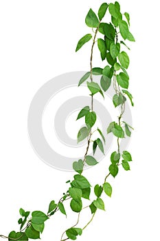 Heart shaped green leaf vines isolated on white background, clip