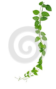 Heart shaped green leaf vines isolated on white background, clip