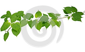 Heart shaped green leaf vines isolated on white background, clip