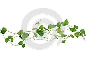 Heart shaped green leaf vines isolated on white background, clip