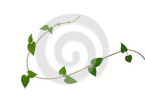 Heart shaped green leaf vines isolated on white background, clip