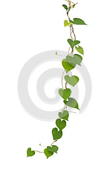 Heart shaped green leaf vines isolated on white background, clip