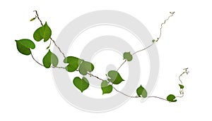 Heart shaped green leaf vines isolated on white background, clip