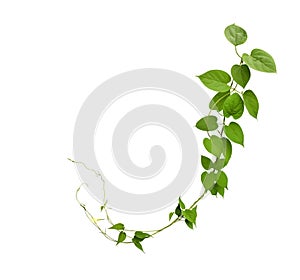 Heart shaped green leaf vines isolated on white background, clip