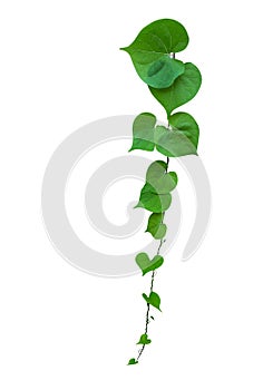 Heart shaped green leaf vines isolated on white background, path