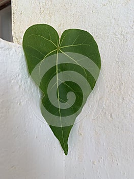 Heart shaped green leaf on white plaster wall