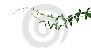 Heart-shaped green leaf wild climbing vine liana plant isolated