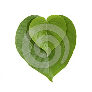 Heart shaped green leaves photo