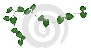 Heart shaped green leaves climbing vine flowering plant of Morning glory flower isolated on white background with clipping path,