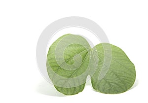 Heart-shaped green leaves created by clear straight and curved lines in nature. White background, shot in my home studio