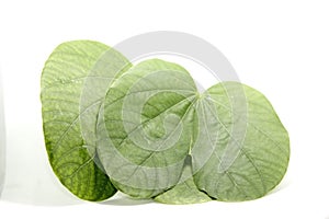 Heart-shaped green leaves created by clear straight and curved lines in nature. White background, shot in my home studio