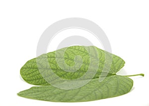 Heart-shaped green leaves created by clear straight and curved lines in nature. White background, shot in my home studio