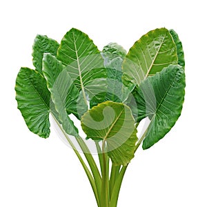 Heart shaped green leaves of Elephant Ear or Giant Taro Alocasia macrorrhizos, tropical rainforest plant bush isolated on white