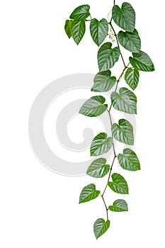 Heart shaped green leaves jungle vine isolated on white background, clipping path included