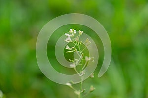 Heart shaped green leaves of the plant in the nature or in the garden.