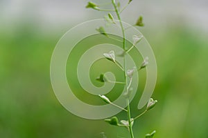Listy zelenej divokej rastliny Capsella bursa-pastoris v tvare srdca.