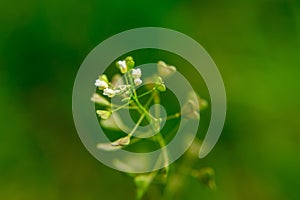 Heart shaped green leaves of the plant in the nature or in the garden.