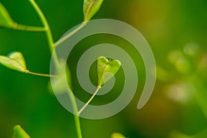 Heart shaped leaves of green wild Capsella bursa-pastoris shepherd`s-purse plant. photo