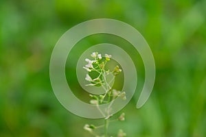 Heart shaped leaves of green wild Capsella bursa-pastoris shepherd`s-purse plant. photo