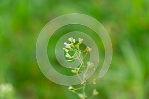 Heart shaped green leaves of the plant in the nature or in the garden.