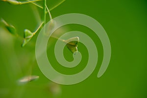 Heart shaped green leaves of the plant in the nature or in the garden.