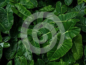 Heart-shaped green leaves texture of Burle Marx philodendron Ph