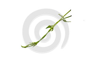 Heart shaped green leaves twisted Binahong plant for herbal medicine isolated on white background with clipping path