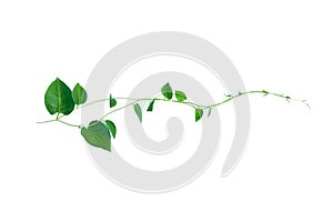 Heart shaped green leaves twisted vines liana jungle plant isolated on white background