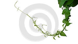 Heart shaped green leaves twisted vines liana jungle plant isolated on white background with clipping path