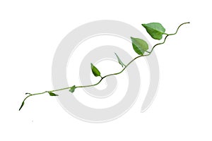 Heart shaped green leaves twisted vines liana jungle plant isolated on white background with clipping path