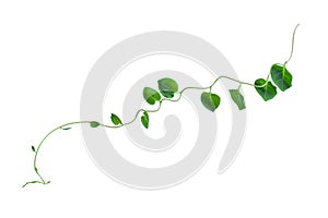 Heart shaped green leaves twisted vines liana jungle plant isolated on white background with clipping path