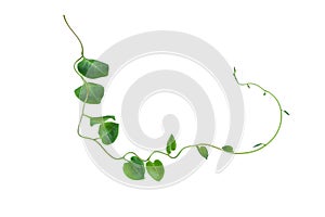 Heart shaped green leaves twisted vines liana jungle plant isolated on white background with clipping path