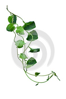 Heart shaped green leaves twisted vines liana jungle plant isolated on white background with clipping path