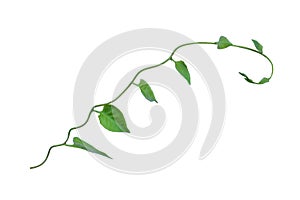 Heart shaped green leaves twisted vines liana jungle plant isolated on white background with clipping path