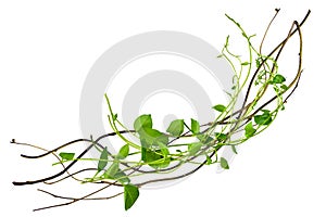 Heart shaped green leaves twisted vines liana jungle plant at the roots of tropical trees, isolated on white background with clipp