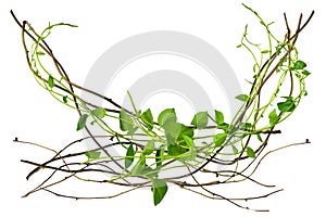 Heart shaped green leaves twisted vines liana jungle plant at the roots of tropical trees, isolated on white background with clipp